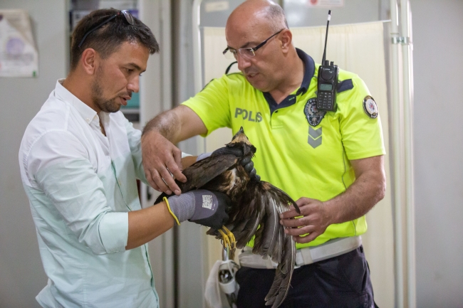 Polislerin bulduğu yaralı şahin tedaviye alındı