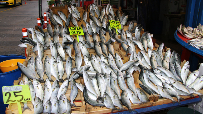 Lüfer bolluğu balıkçıların yüzünü güldürdü