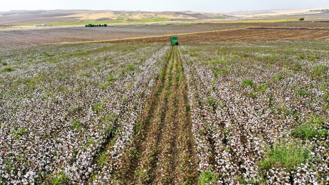 Diyarbakır'da pamuk verimiyle çiftçinin yüzünü güldürdü