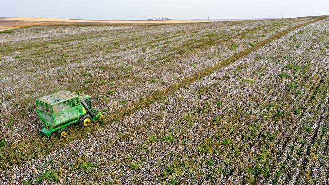 Diyarbakır'da pamuk verimiyle çiftçinin yüzünü güldürdü