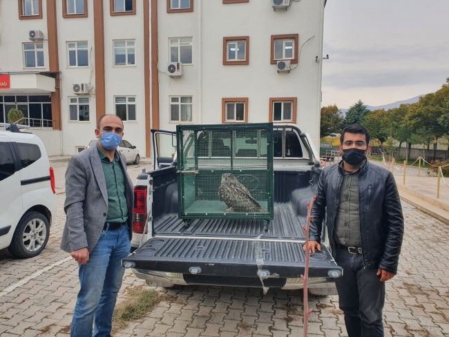 Malatya'da yaralı bulunan puhu tedaviye alındı