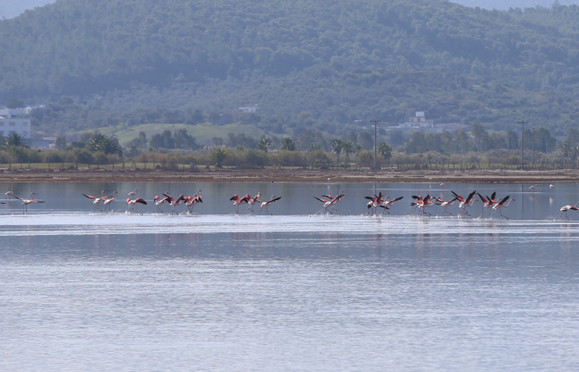 Muğla göçmen kuşların akınına uğradı