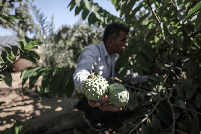 Filistinli genç, Gazze'de nadir meyve tarçın elmasını üretiyor
