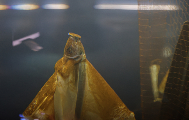 Marmara Denizi'ndeki kirlilik akvaryumda