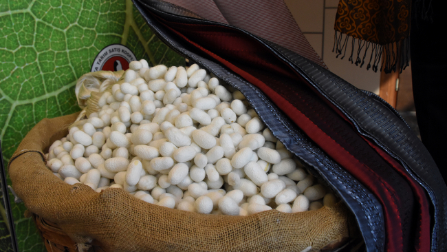 Koza üretimi hibe destekleriyle artacak