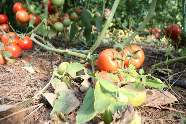 Antalya'da selden etkilenen sera ve tarım arazilerinde hasar tespiti yapılıyor