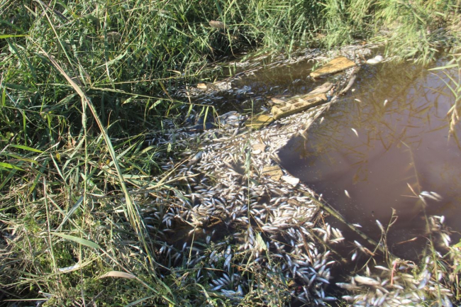 Büyük Menderes Nehri'nde toplu balık ölümleri