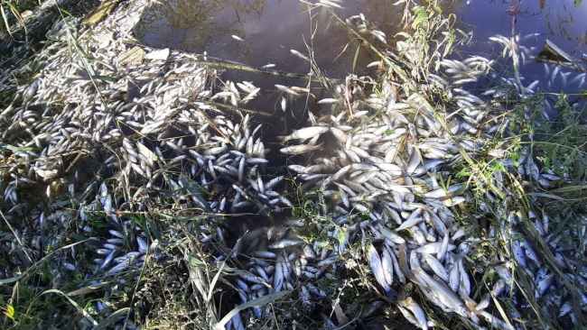 Büyük Menderes Nehri'nde toplu balık ölümleri