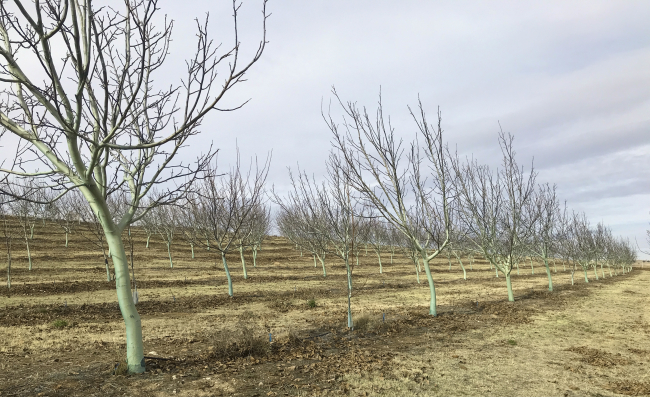 Ceviz ağaçları 'bordo bulamacı' ile korunuyor