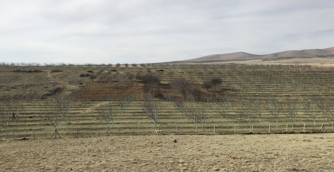 Ceviz ağaçları 'bordo bulamacı' ile korunuyor