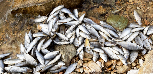 Sünnet Gölü'ndeki balık ölümlerine inceleme