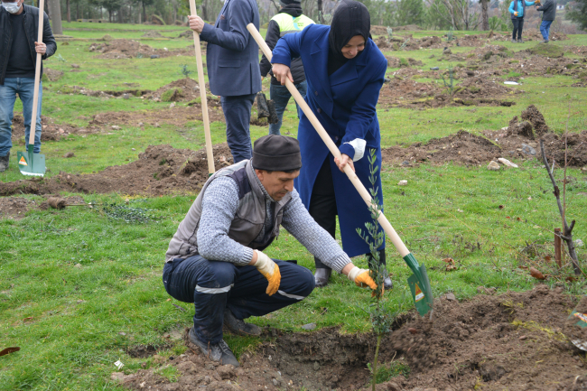 Zeytin fidanları toprakla buluştu