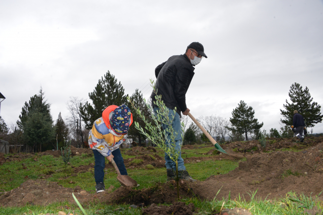 Zeytin fidanları toprakla buluştu