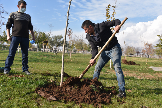 Parktaki ağacı kesti, 10 fidan dikme cezası verildi
