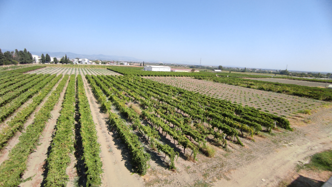 İklim değişikliğinin meyvelere etkileri araştırılıyor