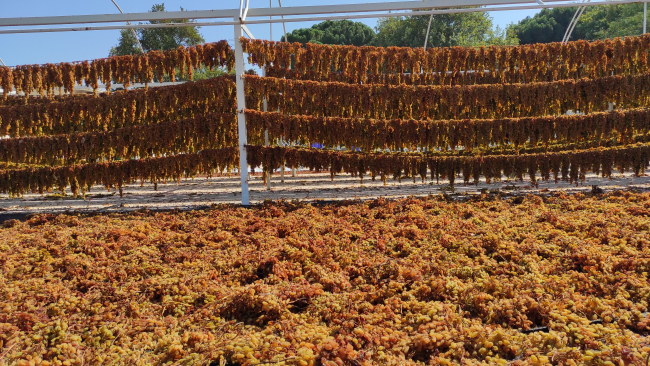 İklim değişikliğinin meyvelere etkileri araştırılıyor