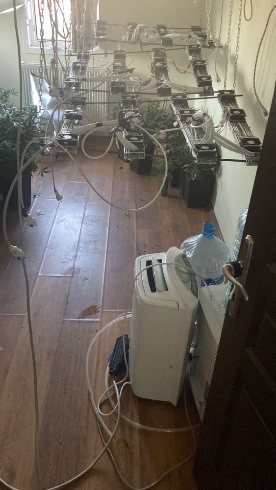 Evde uyuşturucu yetiştiren 4 şüpheli yakalandı