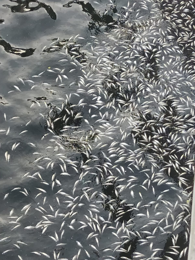Aslantaş Barajı'ndaki balık ölümleri inceleniyor
