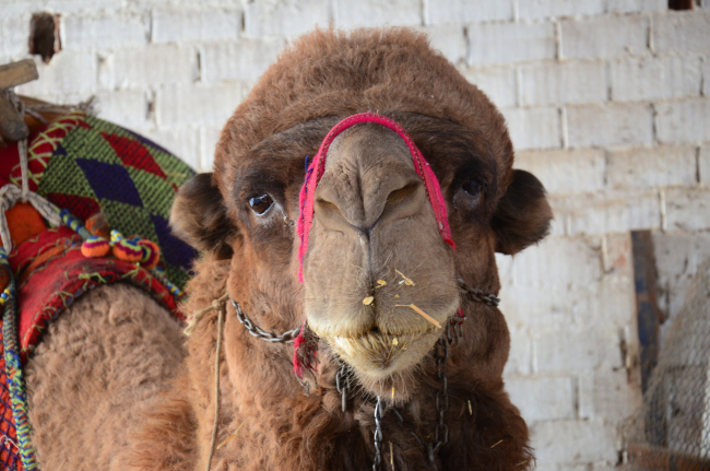 Aydın'da borçtan dolayı 'deve' haczedildi