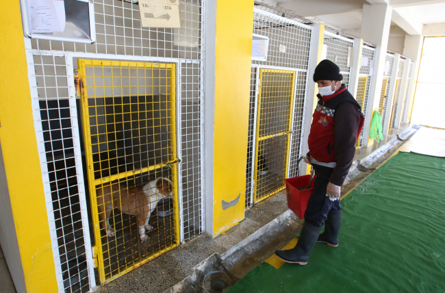 Van'da terk edilen 14 Pitbull barınağa alındı