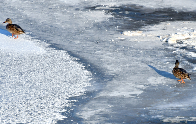 Erzurum ve Kars'ta dondurucu soğuk etkili