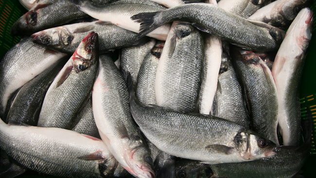 Su ürünlerinden 1,4 milyar dolarlık ihracat