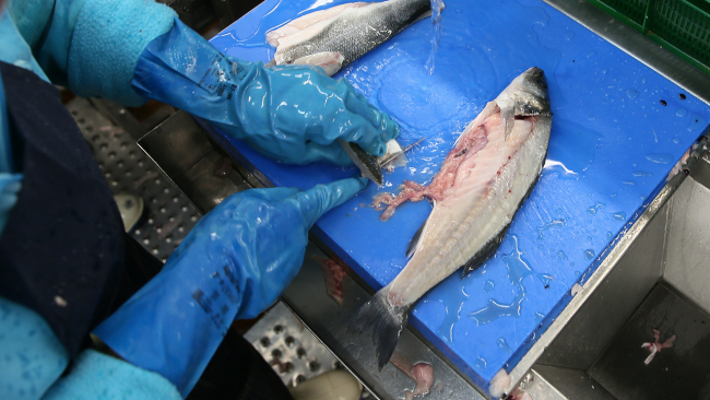 Su ürünlerinden 1,4 milyar dolarlık ihracat