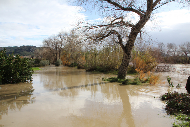 Antalya'da ırmak taştı: İş yerlerini ve tarım alanlarını su bastı