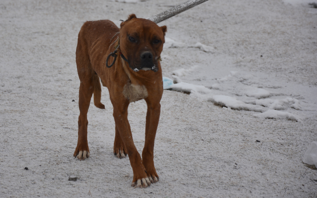 Sahipsiz pitbull rehabilitasyon merkezine götürüldü