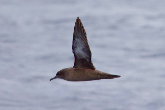 ‘Kül rengi yelkovan kuşu' Türkiye'de ilk kez görüldü