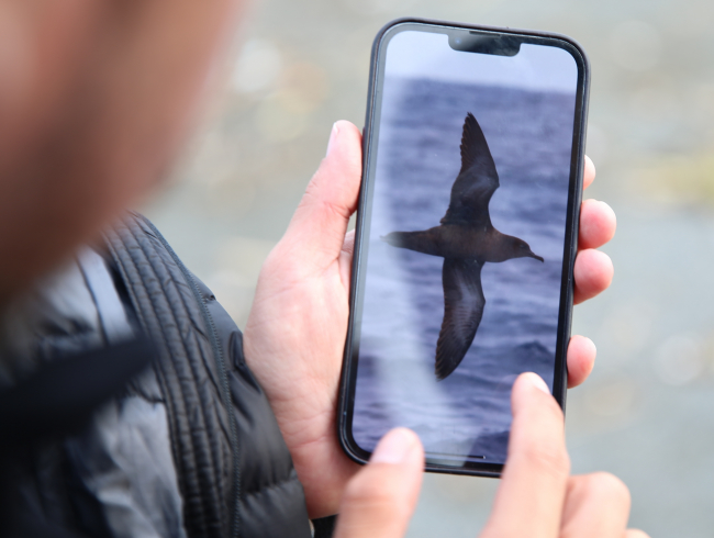 ‘Kül rengi yelkovan kuşu' Türkiye'de ilk kez görüldü