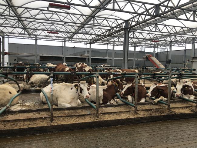 Hollanda'daki yüzen çiftlik, geri dönüşüme katkı sağlıyor