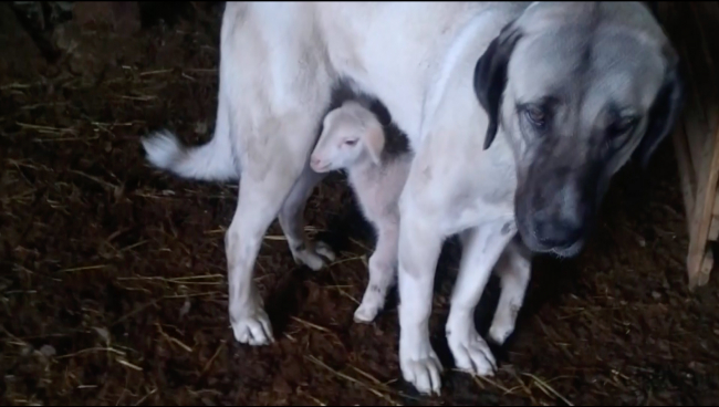 Kangal köpeği 'Bebu'dan kuzulara anne şefkati