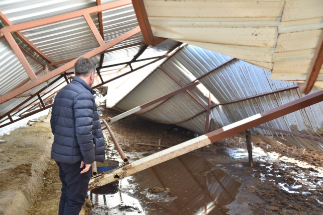 Kahramanmaraş'ta çatı çökmesi sonucu 12 büyükbaş telef oldu