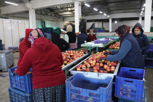 Türkiye'den 80 ülkeye elma ihracatı