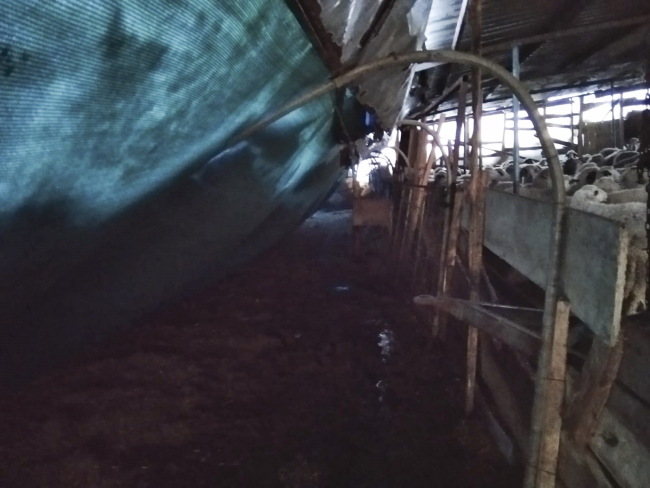 Çatısı çöken ağıldaki 100 koyun kurtarıldı