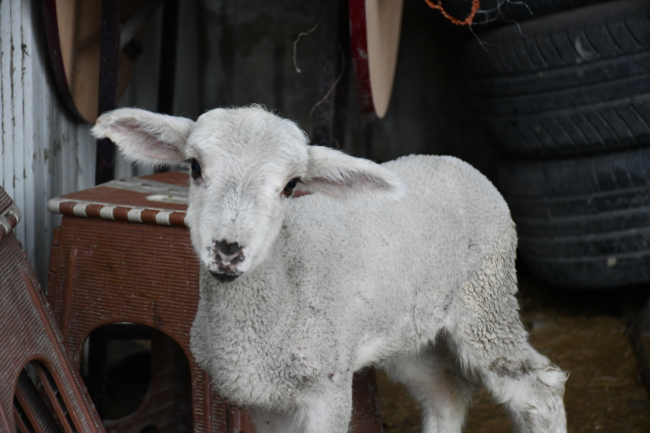 Manisa'da tamirhanenin maskotu 'Sibop'