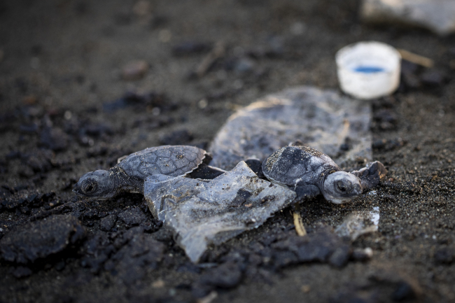 Deniz kaplumbağalarının yaşam mücadelesi