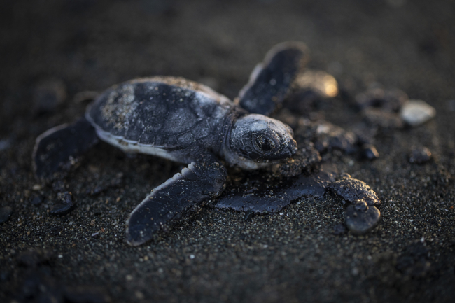 Deniz kaplumbağalarının yaşam mücadelesi