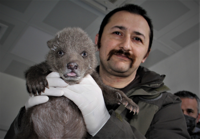 Yavru ayı 'Ponçik' özel bakımla hayata tutunuyor