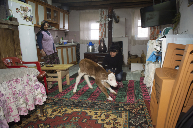 Ameliyattan sonra 'Şere' yaşamını ahırda değil evde sürdürüyor