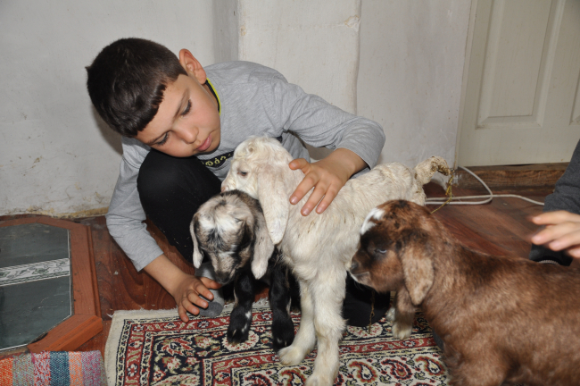 Donmasınlar diye eve aldıkları üçüz oğlaklara gözü gibi bakıyor