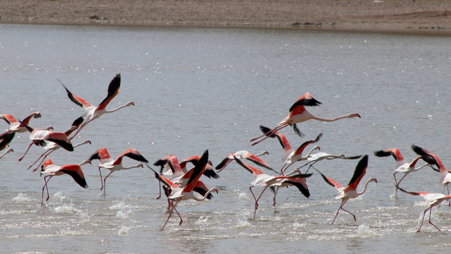 Flamingolar Tuz Gölü'ndeki evlerine gelmeye başladı