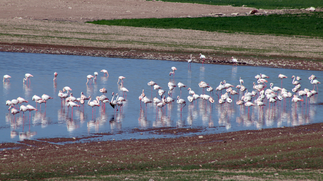 Flamingolar Tuz Gölü'ndeki evlerine gelmeye başladı