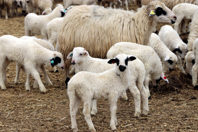 Süt kuzuları aneleriyle buluştu