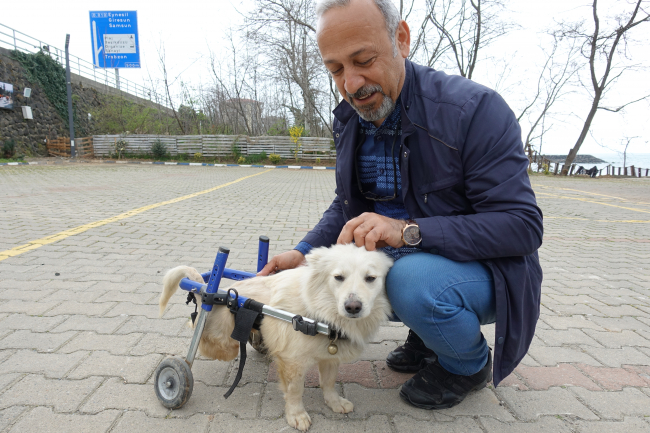 Trafik kazasında felç olan 'Pamuk' yürüteçle hayata tutundu