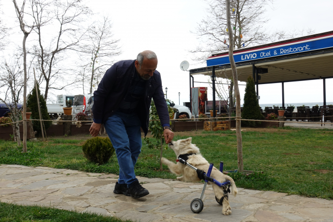 Trafik kazasında felç olan 'Pamuk' yürüteçle hayata tutundu