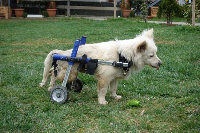 Trafik kazasında felç olan 'Pamuk' yürüteçle hayata tutundu