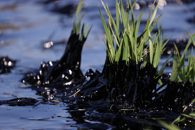 Asfalt şantiyesinden tarım alanlarına sızan zift kontrol altına alındı