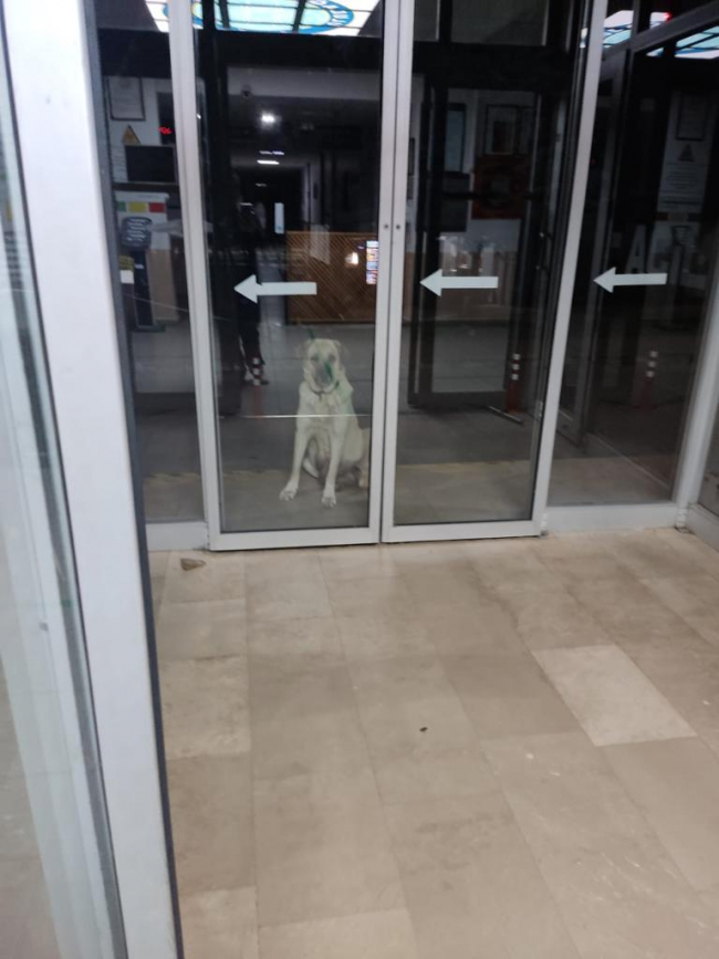 Sahipsiz köpek, yavrusunu emzirmek için saatlerce kliniğin kapısında bekledi